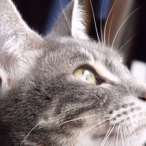 Meet your Posher, Weedy